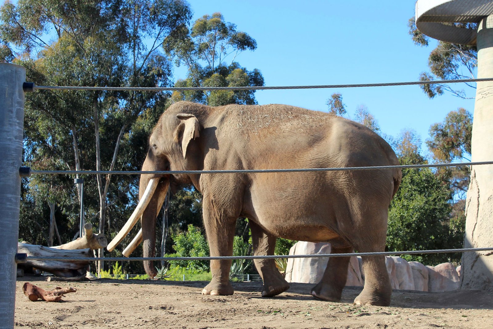 San Diego Zoo Part II 034